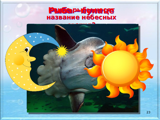 Рыба - солнце Рыба - луна Какие рыбы носят название небесных светил?    