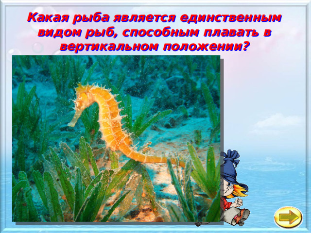 Какая рыба является единственным видом рыб, способным плавать в вертикальном положении?   а Пиранья б Морской конёк в Скумбрия 