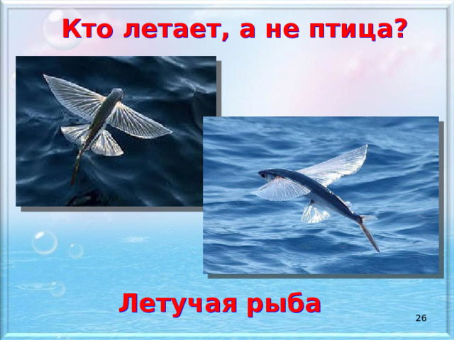 Кто летает, а не птица? Летучая рыба  