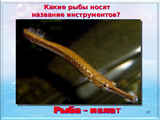 Какие рыбы носят название инструментов? Рыба - молот Рыба - игла Рыба - пила  