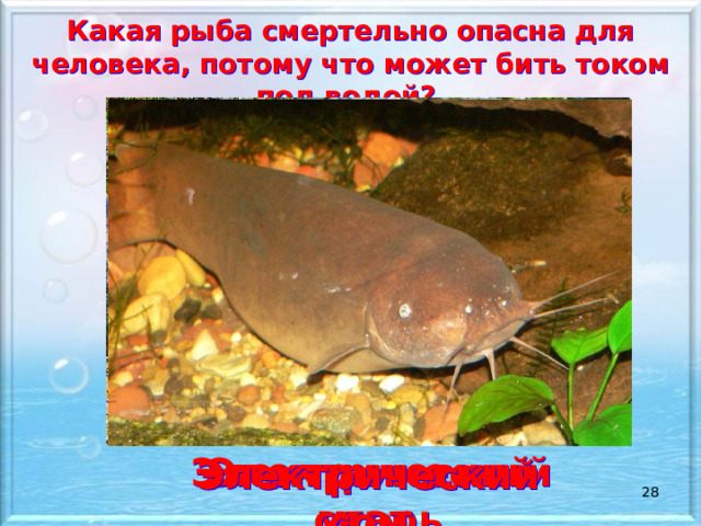 Какая рыба смертельно опасна для человека, потому что может бить током под водой? Электрический скат Электрический угорь Электрический сом  