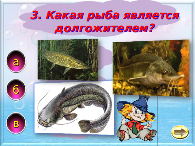 3. Какая рыба является долгожителем? Щука a Карась б Треска в 