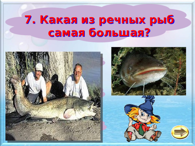 7. Какая из речных рыб самая большая? а Щука б Осётр в Сом 