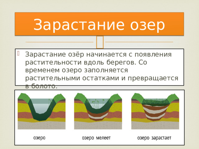 Зарастание озер Зарастание озёр начинается с появления растительности вдоль берегов. Со временем озеро заполняется растительными остатками и превращается в болото. 
