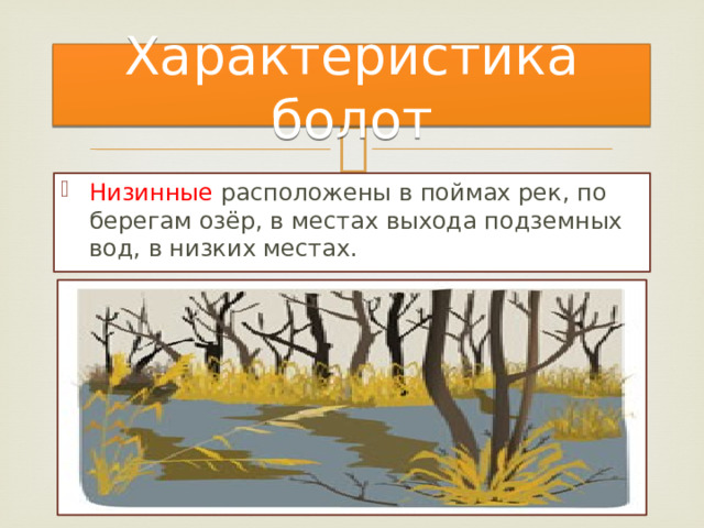 Характеристика болот Низинные расположены в поймах рек, по берегам озёр, в местах выхода подземных вод, в низких местах. 