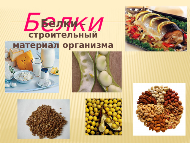 Белки  Белки – строительный материал организма 