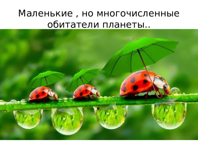 Маленькие , но многочисленные обитатели планеты.. 