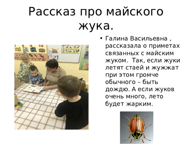 Рассказ про майского жука. Галина Васильевна , рассказала о приметах связанных с майским жуком. Так, если жуки летят стаей и жужжат при этом громче обычного – быть дождю. А если жуков очень много, лето будет жарким. 