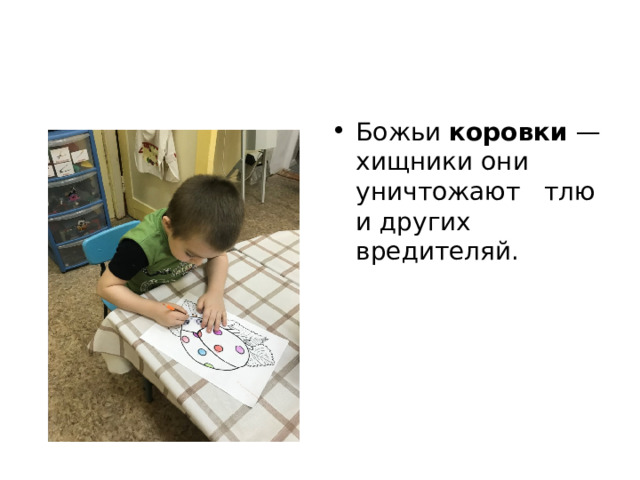 Божьи  коровки  — хищники они уничтожают тлю и других вредителяй. 