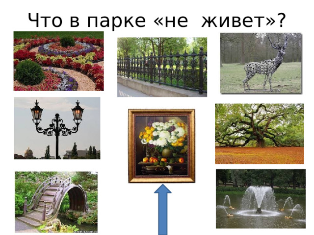 Что в парке «не живет»? 