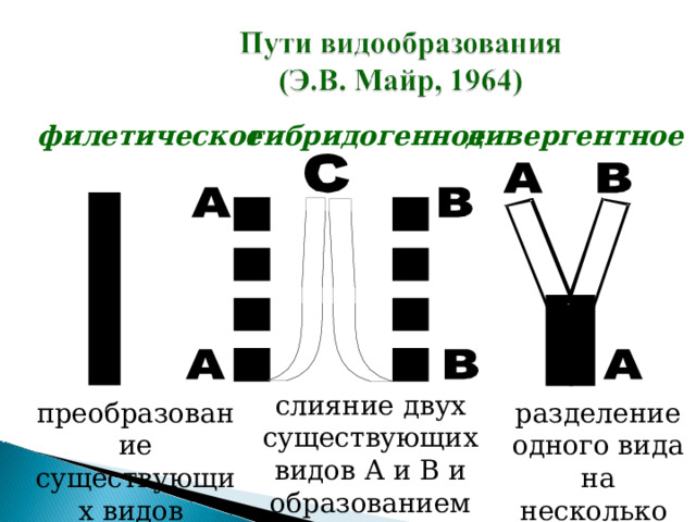 гибридогенное дивергентное филетическое слияние двух существующих видов А и В и образованием нового вида С разделение одного вида на несколько преобразование существующих видов 