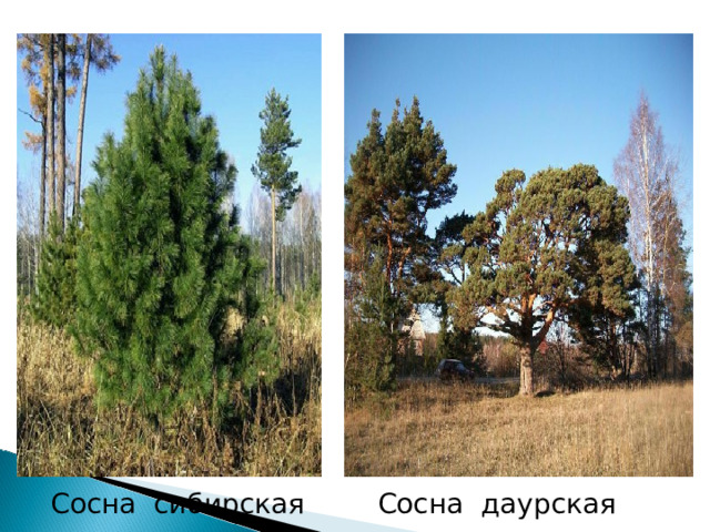 Сосна сибирская Сосна даурская 