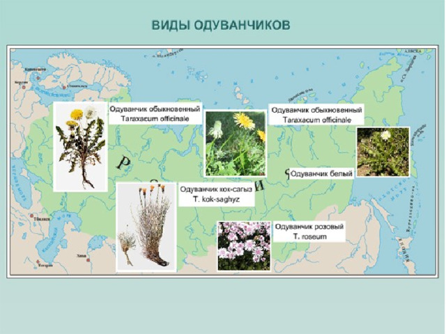 Новые виды могут возникать также вследствие прерывистости (мозаичности) ареала. Примером такого процесса служит возникновение близкородственных видов одуванчика от широко распространенного родительского вида  