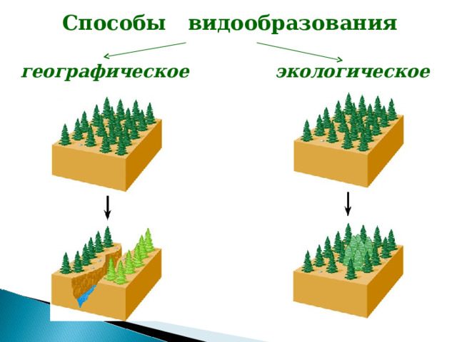Способы видообразования географическое экологическое Образование видов определяется многими причинами. В одних случаях это происходит в результате  пространственно-территориальной (географической) изоляции , препятствующей регулярному обмену генетической информацией. В других случаях этот процесс может быть вызван расселением вида в новые условия за пределы его ареала. В третьих случаях образование нового вида может быть обусловлено  биологической (репродуктивной) изоляцией , возникшей внезапно, например, из-за полиплоидии или мутации. 17 