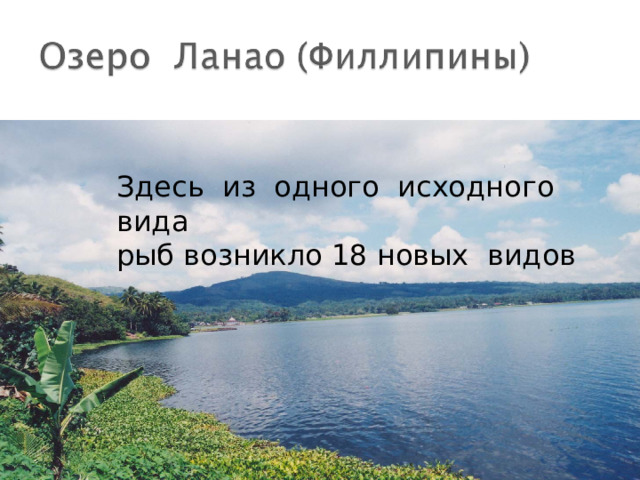 Здесь из одного исходного вида рыб возникло 18 новых видов 
