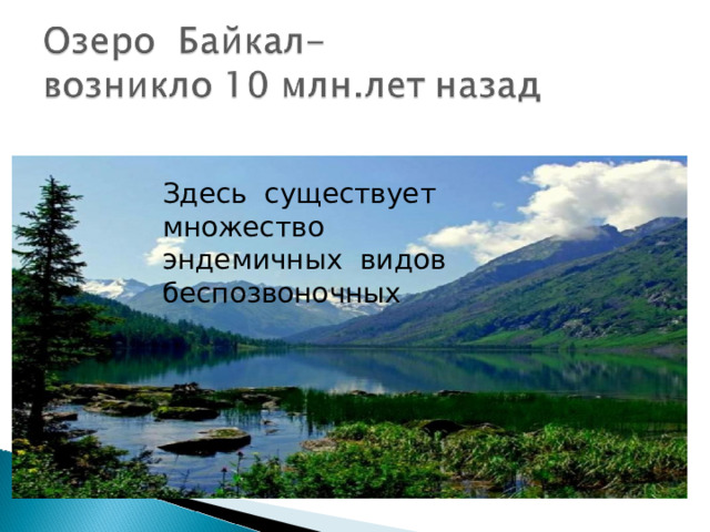 Здесь существует множество эндемичных видов беспозвоночных 
