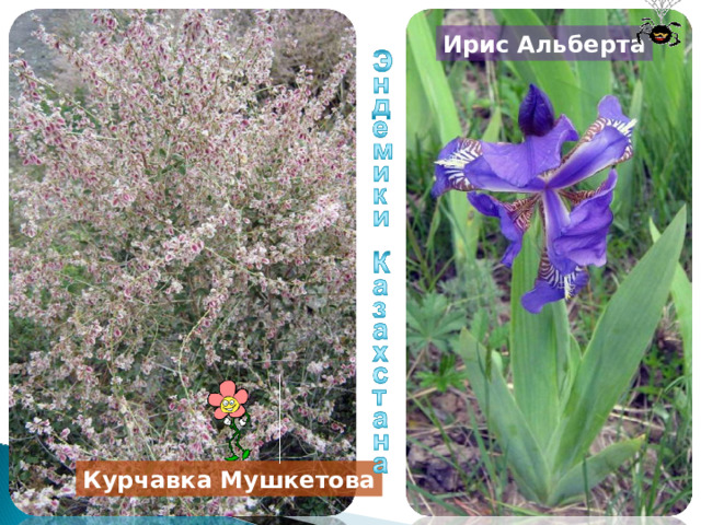 Ирис Альберта Курчавка Мушкетова 17 