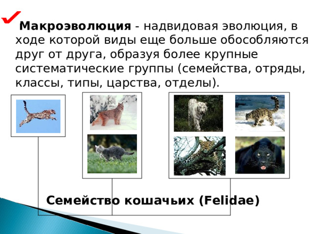  Макроэволюция - надвидовая эволюция, в ходе которой виды еще больше обособляются друг от друга, образуя более крупные систематические группы (семейства, отряды, классы, типы, царства, отделы). Семейство кошачьих ( Felidae ) 