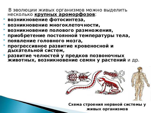  В эволюции живых организмов можно выделить несколько крупных ароморфозов : возникновение фотосинтеза, возникновение многоклеточности, возникновение полового размножения, приобретение постоянной температуры тела, появление головного мозга, прогрессивное развитие кровеносной и дыхательной систем, развитие челюстей у предков позвоночных животных, возникновение семян у растений и др. Схема строения нервной системы у живых организмов 