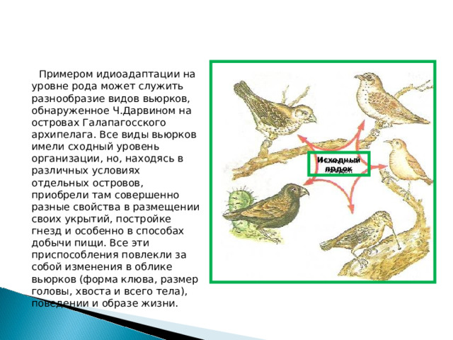  Примером идиоадаптации на уровне рода может служить разнообразие видов вьюрков, обнаруженное Ч.Дарвином на островах Галапагосского архипелага. Все виды вьюрков имели сходный уровень организации, но, находясь в различных условиях отдельных островов, приобрели там совершенно разные свойства в размещении своих укрытий, постройке гнезд и особенно в способах добычи пищи. Все эти приспособления повлекли за собой изменения в облике вьюрков (форма клюва, размер головы, хвоста и всего тела), поведении и образе жизни. Исходный прдок 