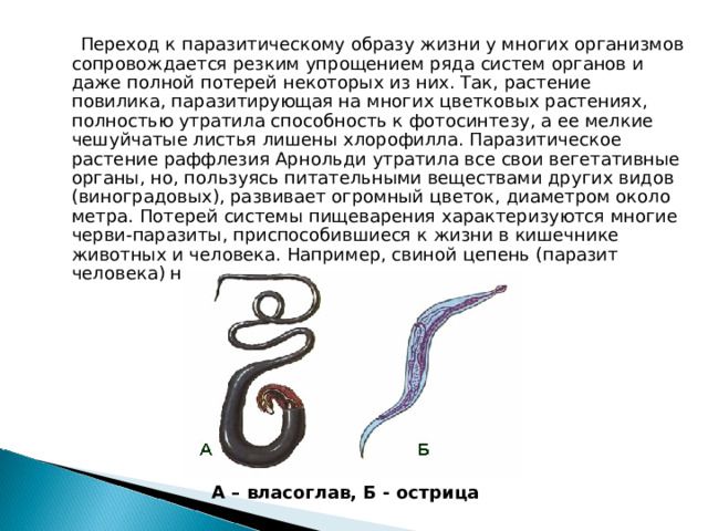  Переход к паразитическому образу жизни у многих организмов сопровождается резким упрощением ряда систем органов и даже полной потерей некоторых из них. Так, растение повилика, паразитирующая на многих цветковых растениях, полностью утратила способность к фотосинтезу, а ее мелкие чешуйчатые листья лишены хлорофилла. Паразитическое растение раффлезия Арнольди утратила все свои вегетативные органы, но, пользуясь питательными веществами других видов (виноградовых), развивает огромный цветок, диаметром около метра. Потерей системы пищеварения характеризуются многие черви-паразиты, приспособившиеся к жизни в кишечнике животных и человека. Например, свиной цепень (паразит человека) не имеет кишечника. А – власоглав, Б - острица 
