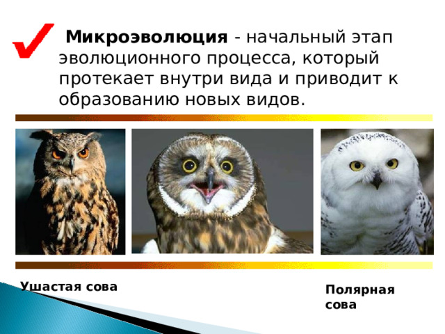  Микроэволюция - начальный этап эволюционного процесса, который протекает внутри вида и приводит к образованию новых видов. Ушастая сова Полярная сова 