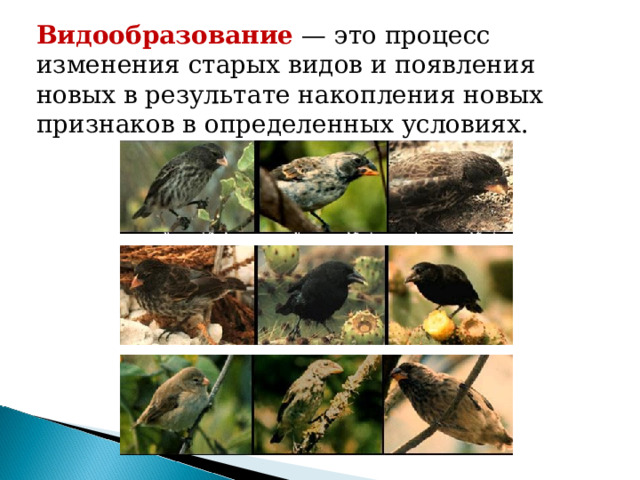 Видообразование — это процесс изменения старых видов и появления новых в результате накопления новых признаков в определенных условиях.  