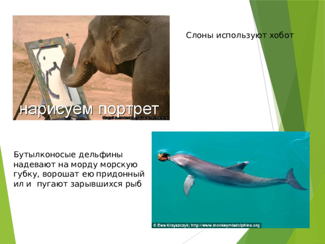 Слоны используют хобот Бутылконосые дельфины надевают на морду морскую губку, ворошат ею придонный ил и пугают зарывшихся рыб 
