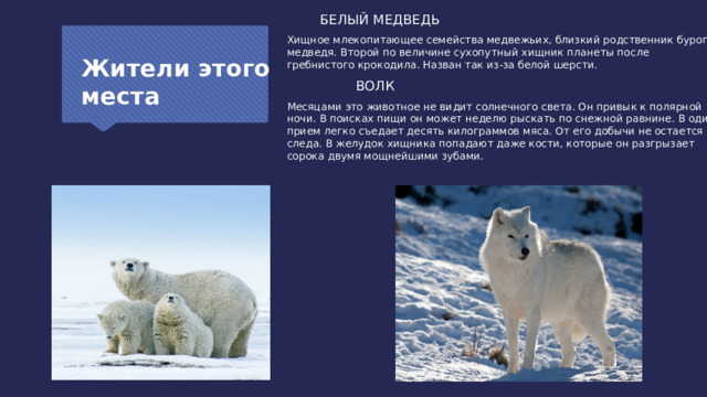  БЕЛЫЙ МЕДВЕДЬ Хищное млекопитающее семейства медвежьих, близкий родственник бурого медведя. Второй по величине сухопутный хищник планеты после гребнистого крокодила. Назван так из-за белой шерсти.  ВОЛК Месяцами это животное не видит солнечного света. Он привык к полярной ночи. В поисках пищи он может неделю рыскать по снежной равнине. В один прием легко съедает десять килограммов мяса. От его добычи не остается и следа. В желудок хищника попадают даже кости, которые он разгрызает сорока двумя мощнейшими зубами. Жители этого места 