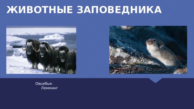 ЖИВОТНЫЕ ЗАПОВЕДНИКА Овцебык Лемминг 