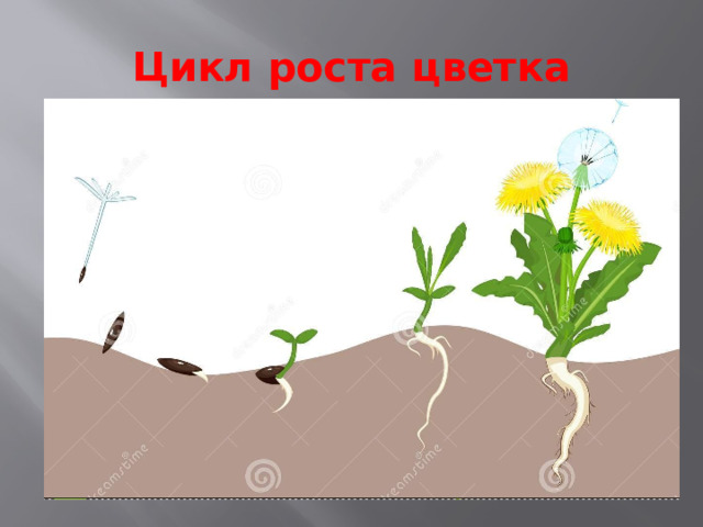 Цикл роста цветка 