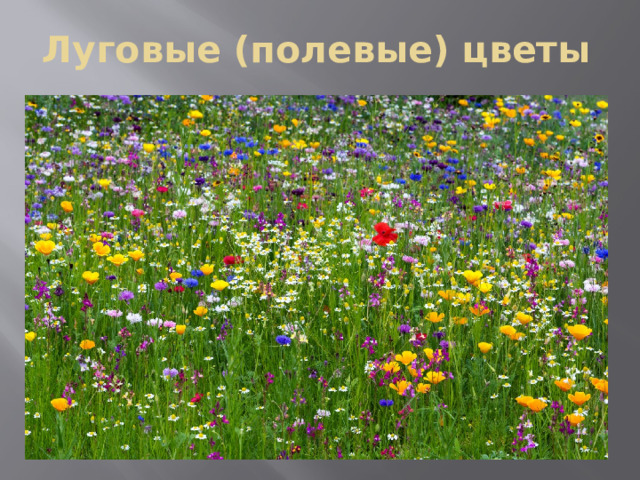 Луговые (полевые) цветы 