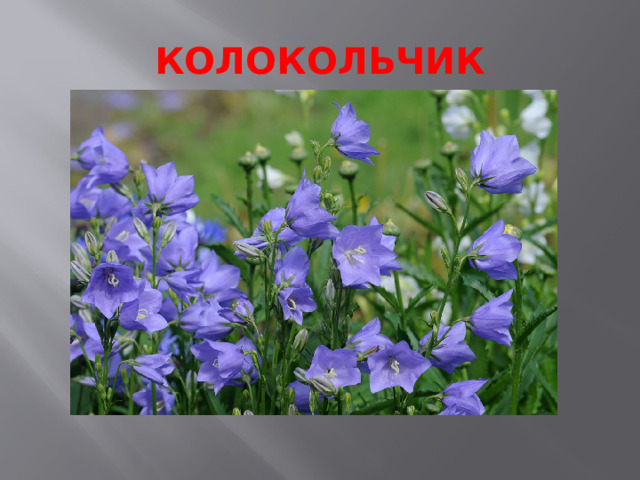 КОЛОКОЛЬЧИК 