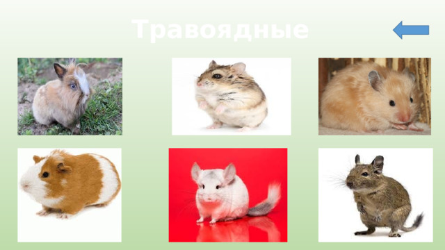 Травоядные 