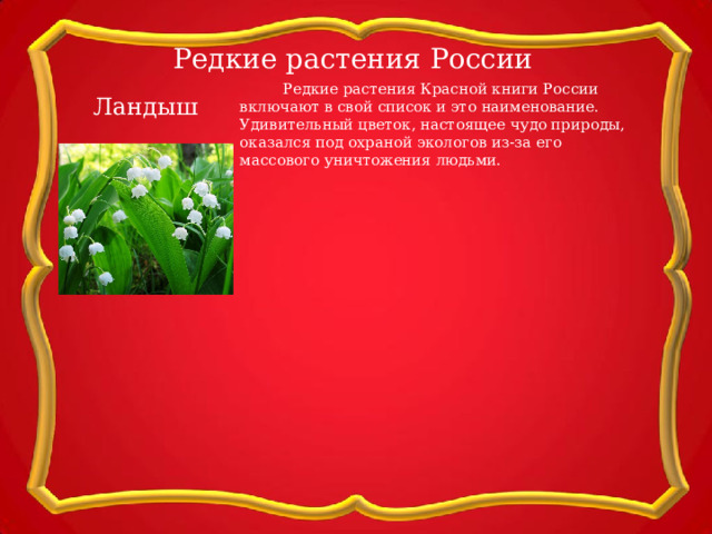 Редкие растения России  Редкие растения Красной книги России включают в свой список и это наименование. Удивительный цветок, настоящее чудо природы, оказался под охраной экологов из-за его массового уничтожения людьми. Ландыш 