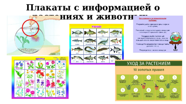 Плакаты с информацией о растениях и животных 