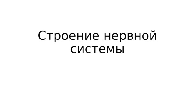 Строение нервной системы 