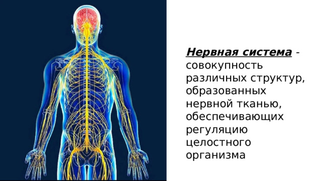 Нервная система - совокупность различных структур, образованных нервной тканью, обеспечивающих регуляцию целостного организма 