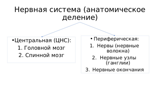 Нервная система (анатомическое деление) Периферическая: Нервы (нервные волокна) Нервные узлы (ганглии) Нервные окончания Центральная (ЦНС): Головной мозг Спинной мозг 