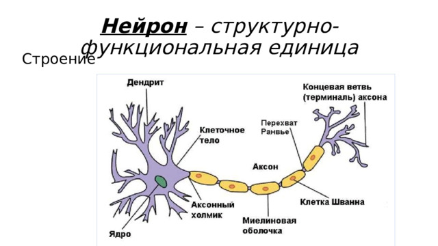 Нейрон  – структурно-функциональная единица Строение 