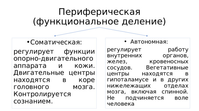 Периферическая (функциональное деление) Соматическая: Автономная: регулирует функции опорно-двигательного аппарата и кожи. Двигательные центры находятся в коре головного мозга. Контролируется сознанием. регулирует работу внутренних органов, желез, кровеносных сосудов. Вегетативные центры находятся в гипоталамусе и в других нижележащих отделах мозга, включая спинной. Не подчиняется воле человека 
