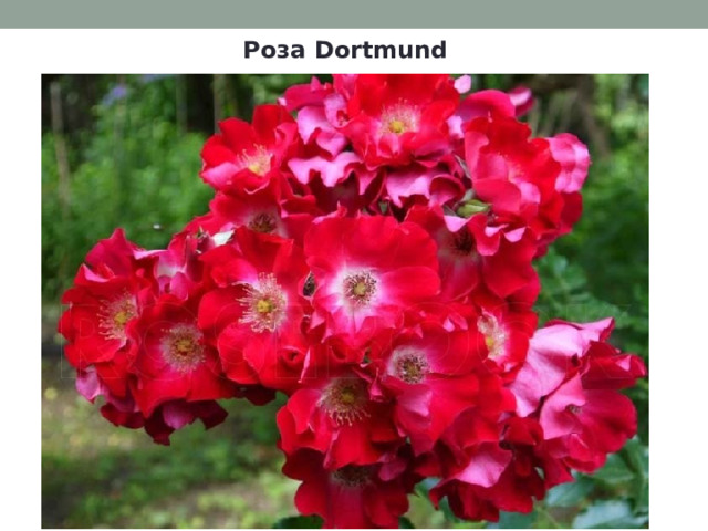 Роза Dortmund 