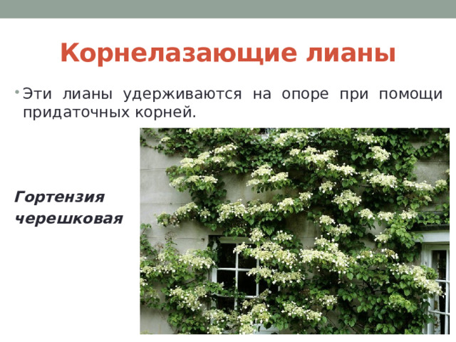 Корнелазающие лианы Эти лианы удерживаются на опоре при помощи придаточных корней.    Гортензия черешковая 