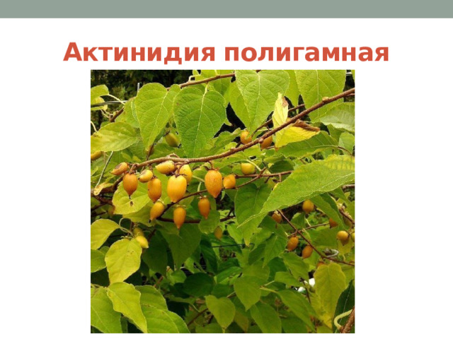 Актинидия полигамная 