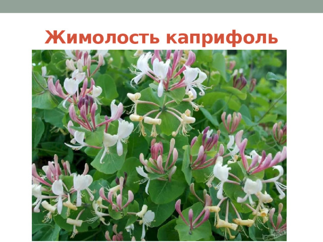 Жимолость каприфоль 