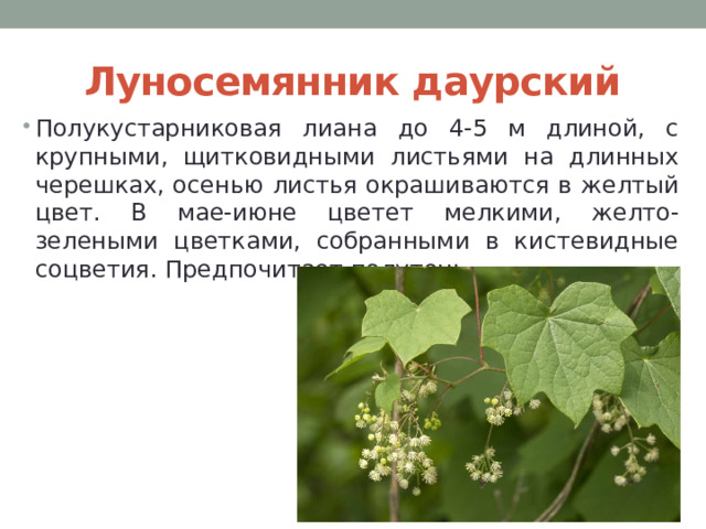 Луносемянник даурский Полукустарниковая лиана до 4-5 м длиной, с крупными, щитковидными листьями на длинных черешках, осенью листья окрашиваются в желтый цвет. В мае-июне цветет мелкими, желто-зелеными цветками, собранными в кистевидные соцветия. Предпочитает полутень. 