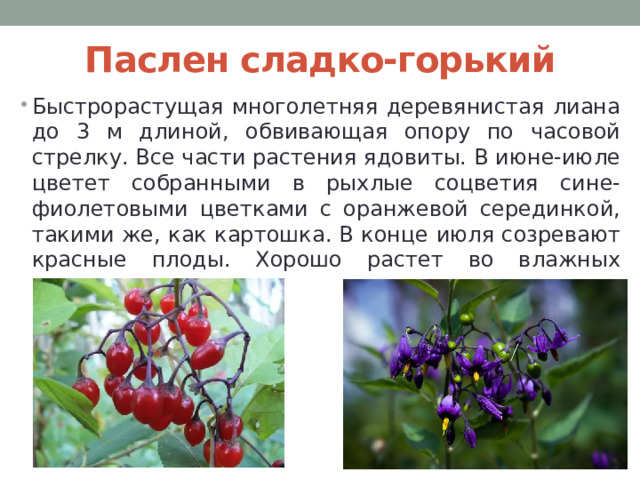 Паслен сладко-горький Быстрорастущая многолетняя деревянистая лиана до 3 м длиной, обвивающая опору по часовой стрелку. Все части растения ядовиты. В июне-июле цветет собранными в рыхлые соцветия сине-фиолетовыми цветками с оранжевой серединкой, такими же, как картошка. В конце июля созревают красные плоды. Хорошо растет во влажных полутенистых местах. 