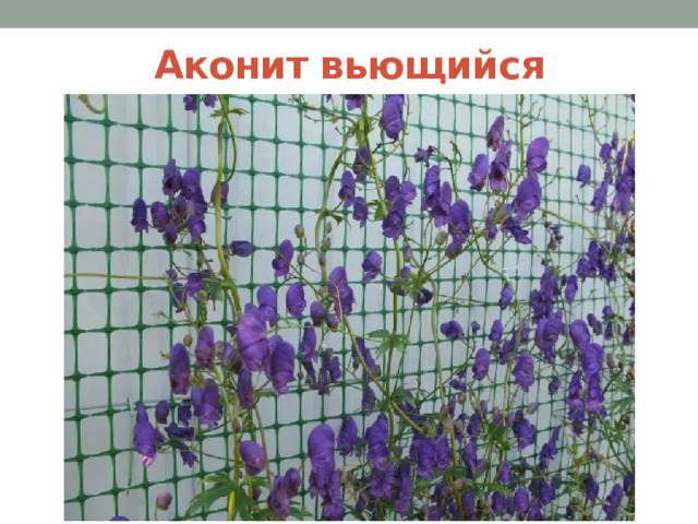 Аконит вьющийся 