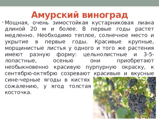 Амурский виноград Мощная, очень зимостойкая кустарниковая лиана длиной 20 м и более. В первые годы растет медленно. Необходимо теплое, солнечное место и укрытие в первые годы. Красивые крупные, морщинистые листья у одного и того же растения имеют разную форму: цельнолистные и 3-5-лопастные, осенью они приобретают необыкновенно красивую пурпурную окраску, к сентябрю-октябрю созревают красивые и вкусные сине-черные ягоды в кистях до 25 см длиной. К сожалению, у ягод толстая кожура и большая косточка. 