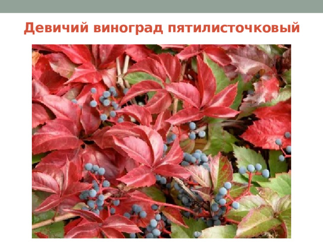 Девичий виноград пятилисточковый 